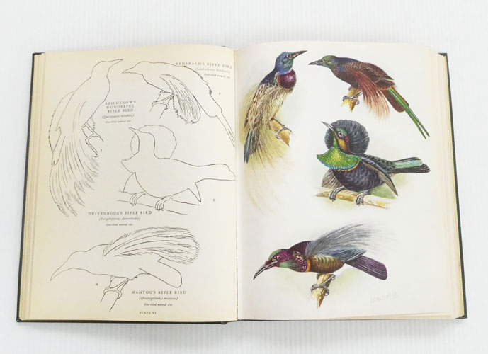 Birds of Paradise and Bower Birds