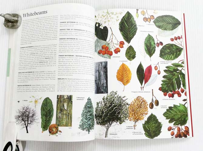 Trees of North America